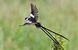 Pin-tailed Whydahborder=